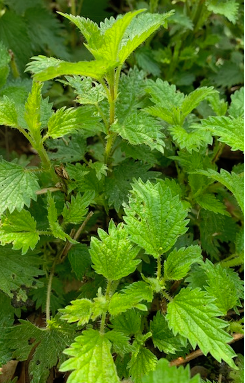 young-nettle